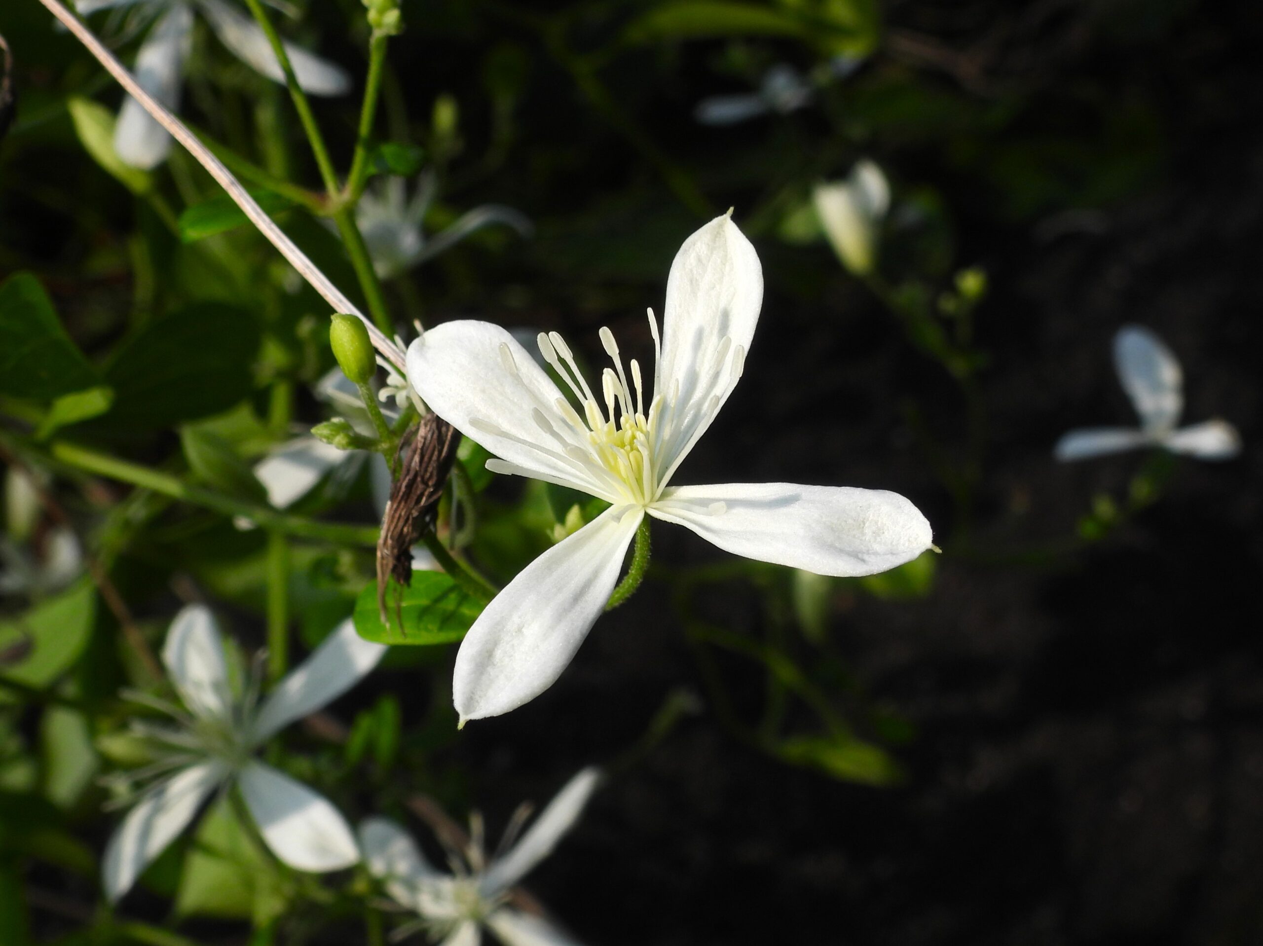 キレイな花には…