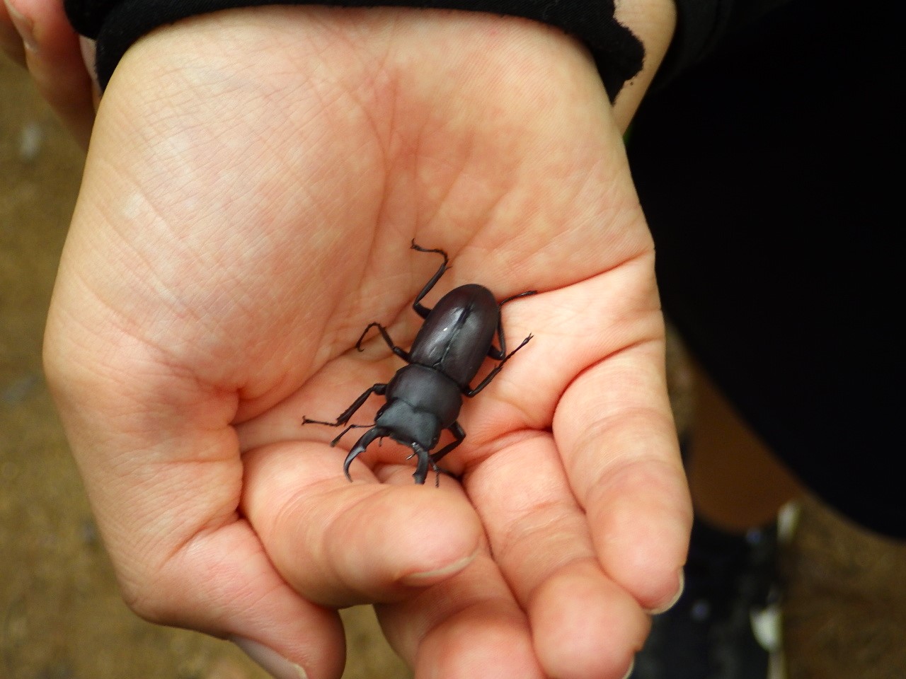 シジュウカラの小径と生き物